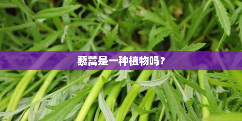 藜蒿是一种植物吗？