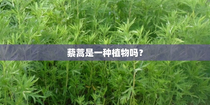 藜蒿是一种植物吗？