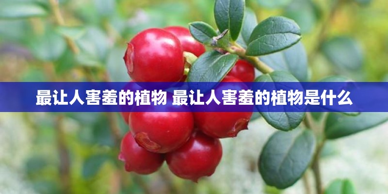 绿萝的功效与作用有哪些