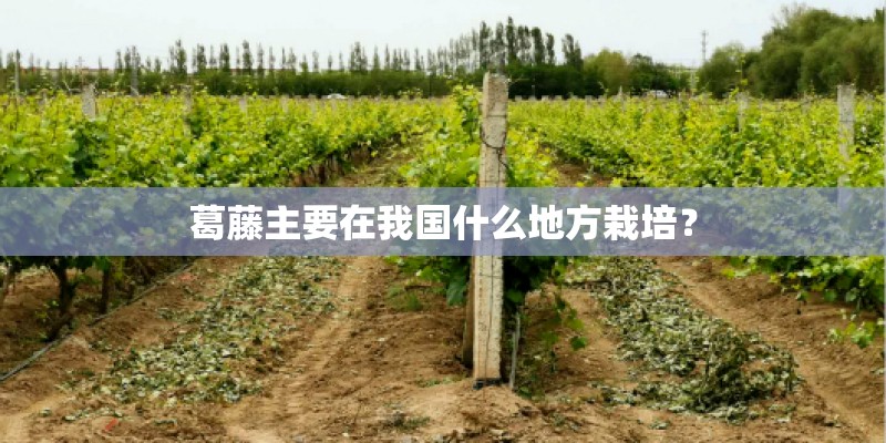 浙江卧龙集团公司的发展历程