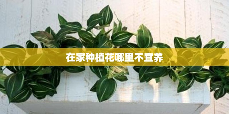 在家种植花哪里不宜养