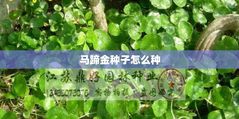 马蹄金种子怎么种