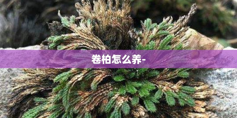 赋比兴的含义并举例子