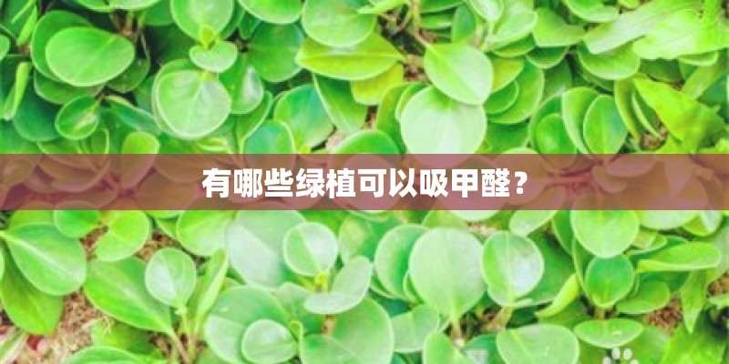 有哪些绿植可以吸甲醛？