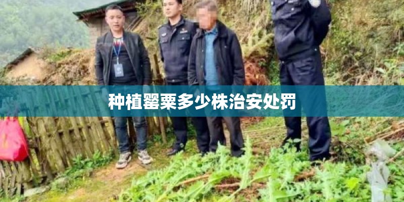 种植罂粟多少株治安处罚