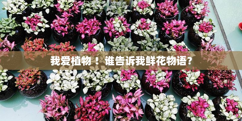 玫瑰花如何种植？