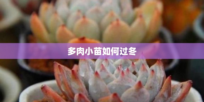 多肉小苗如何过冬
