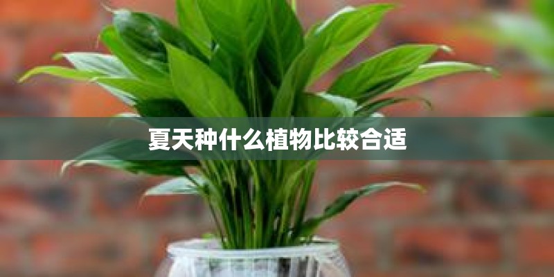 夏天种什么植物比较合适
