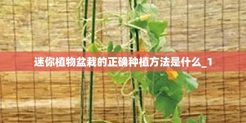 迷你植物盆栽的正确种植方法是什么_1