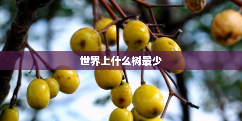 世界上什么树最少