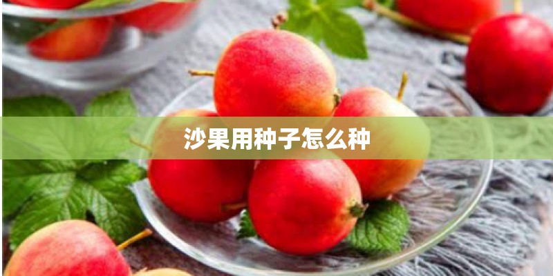 沙果用种子怎么种