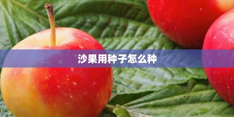 沙果用种子怎么种