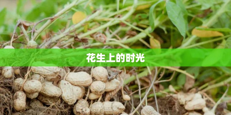 花生上的时光