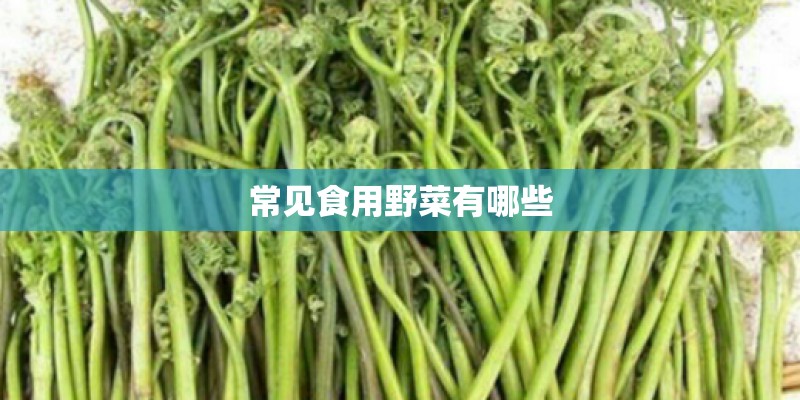 常见食用野菜有哪些