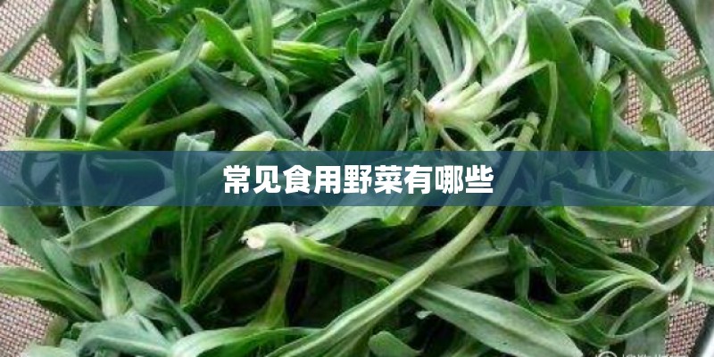 常见食用野菜有哪些