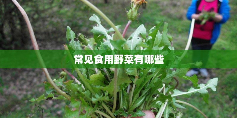 常见食用野菜有哪些