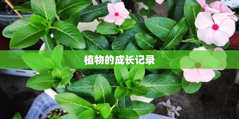 植物的成长记录