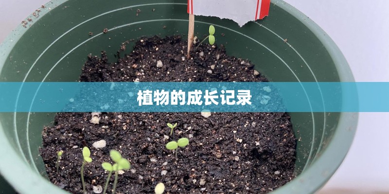 常见食用野菜有哪些