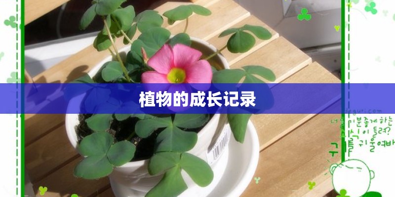 植物的成长记录