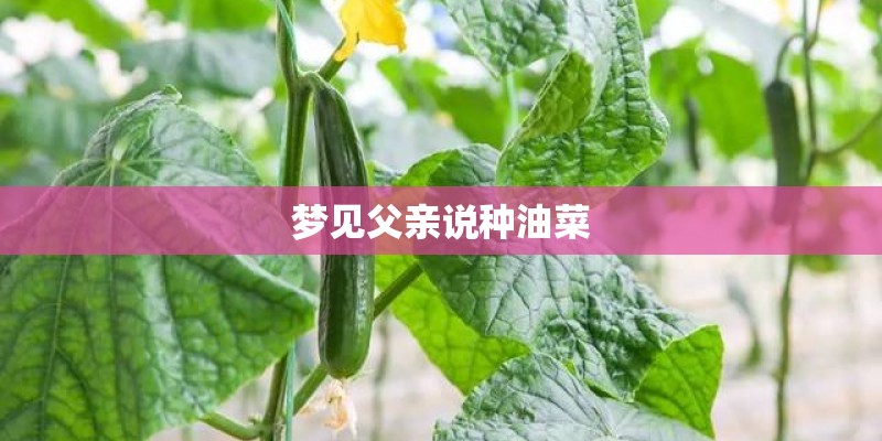 梦见父亲说种油菜