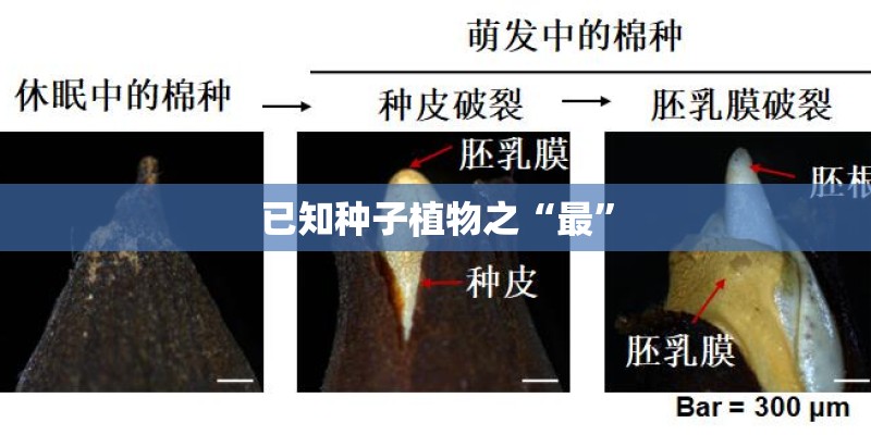 已知种子植物之“最”