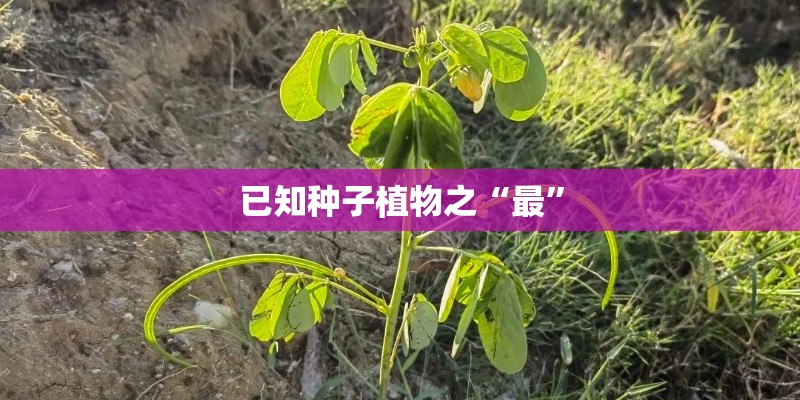 智能网联会变成慢性毒药吗？