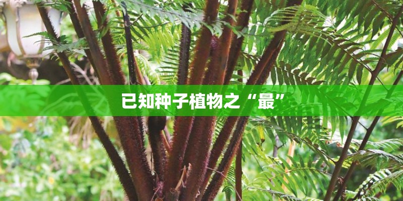 已知种子植物之“最”