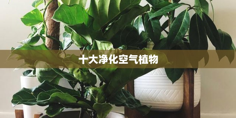 智能网联会变成慢性毒药吗？