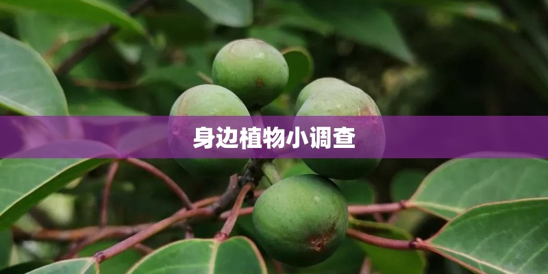 绘本中的种子系列（一）——《吉米种橡树》