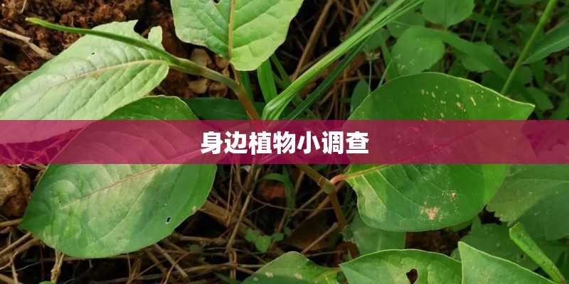 身边植物小调查