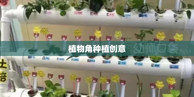 植物角种植创意