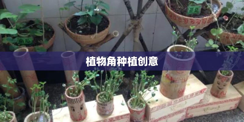 植物角种植创意
