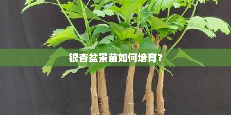 一只帐户只能申购一次,一天发行二只股票,能同时申购吗