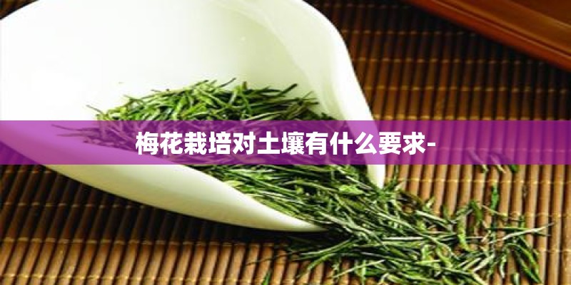 梅花栽培对土壤有什么要求-