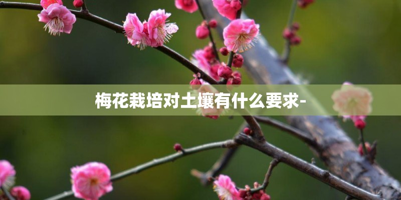 梅花栽培对土壤有什么要求-