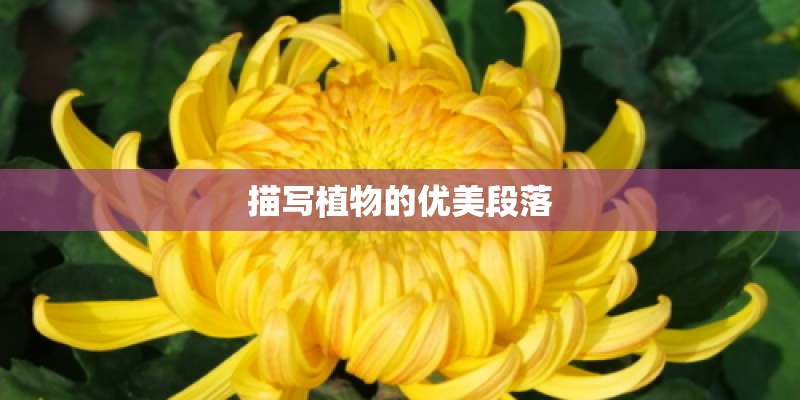 描写植物的优美段落