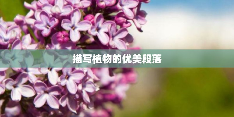描写植物的优美段落