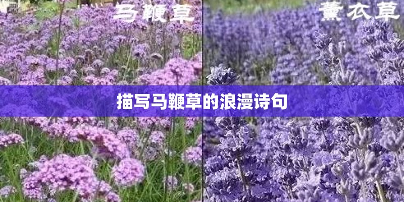 描写马鞭草的浪漫诗句