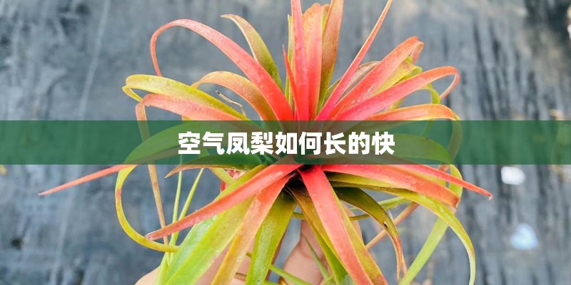 空气凤梨如何长的快
