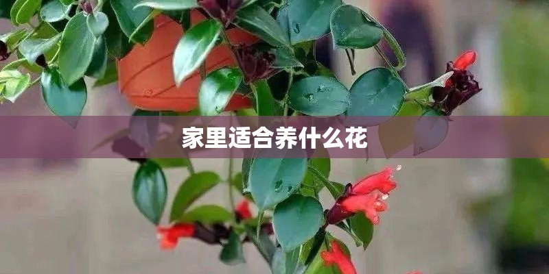 家里适合养什么花