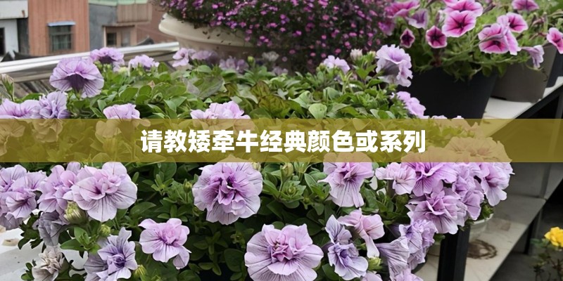 深度丨争议预售制：未来何往？