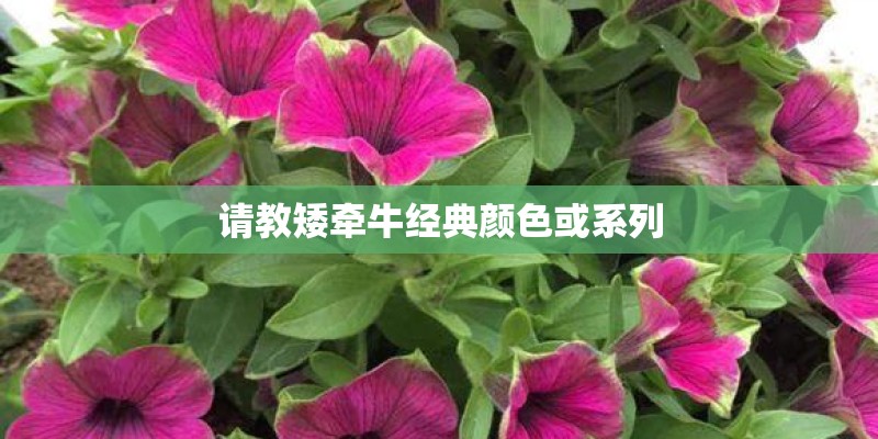 请教矮牵牛经典颜色或系列