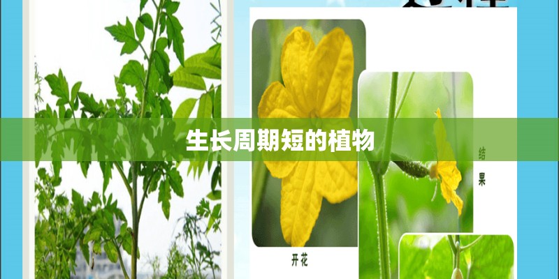 生长周期短的植物