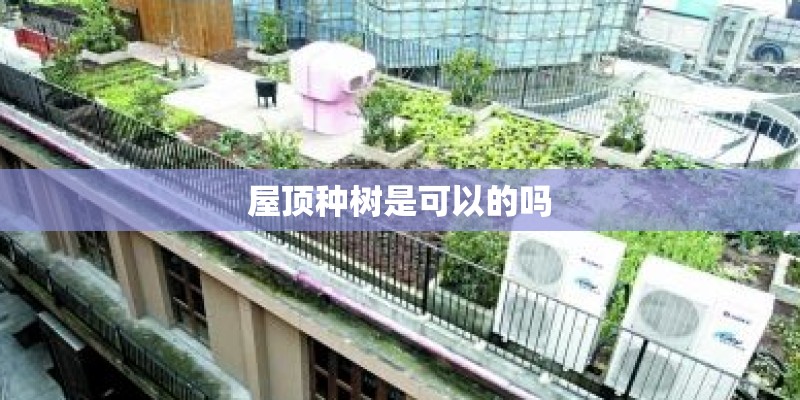 屋顶种树是可以的吗