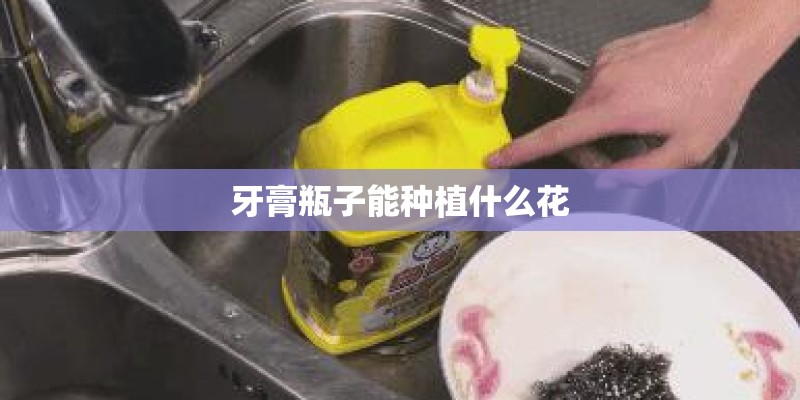 牙膏瓶子能种植什么花