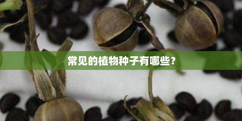 常见的植物种子有哪些？