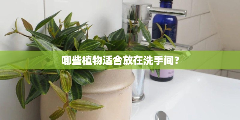 哪些植物适合放在洗手间？