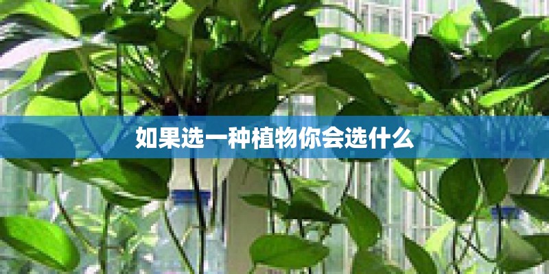 如果选一种植物你会选什么