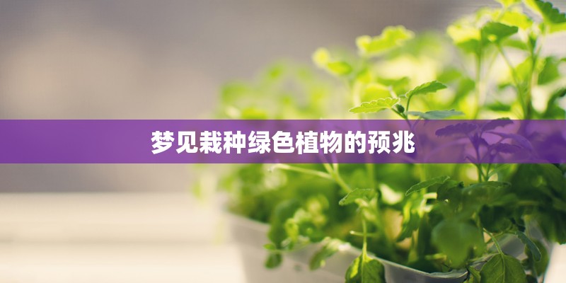 驴耳朵的模样和用途