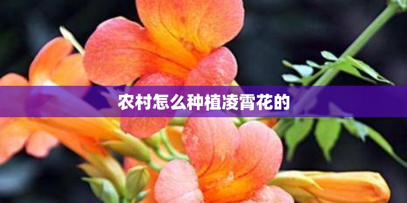 农村怎么种植凌霄花的